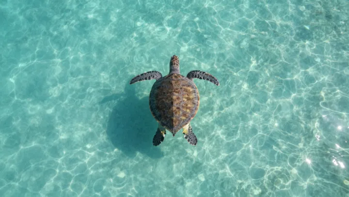 Sea Turtles Drowning in Their Own Home