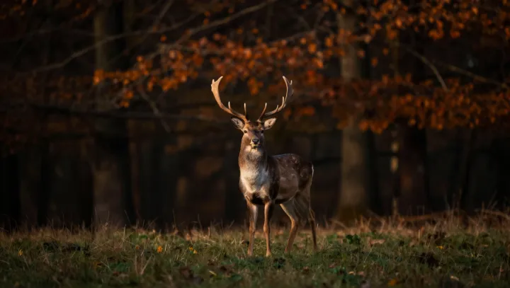 The heavy secret of the stag’s disposable crown
