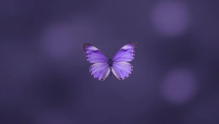 How Fragile Butterflies Endure Epic Flights
