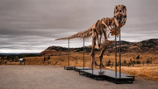 T. rex fossil set for record-breaking sale