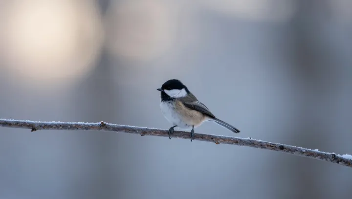 The Still Trick That Keeps Chickadees Alive