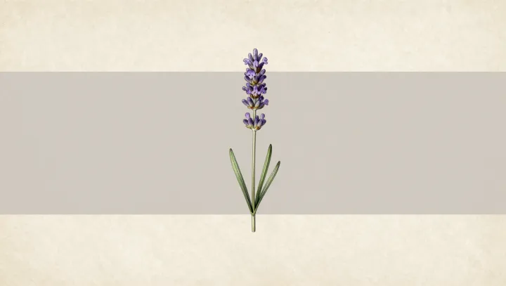 The Hidden Irritants In Soothing Lavender
