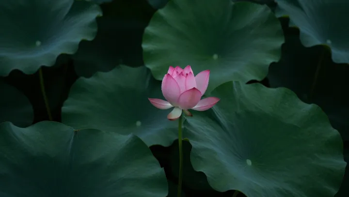 From Bitter Core To Comforting Lotus Soup