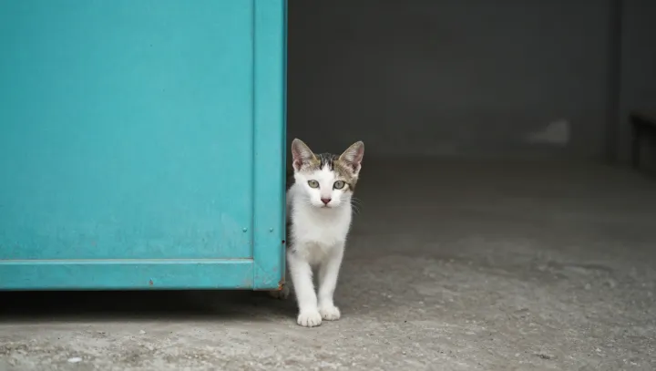Half-blind kittens and the physics of survival
