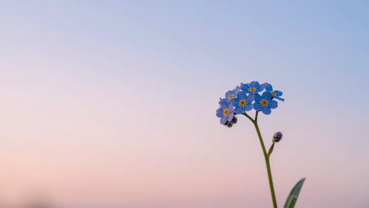 Fragile Blue Petals That Outsmart Solar Cells