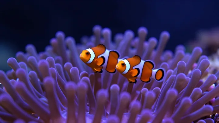 How baby clownfish earn anemone immunity