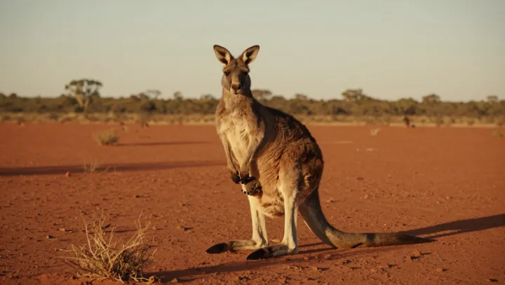 Inside the violent quiet of a kangaroo pouch