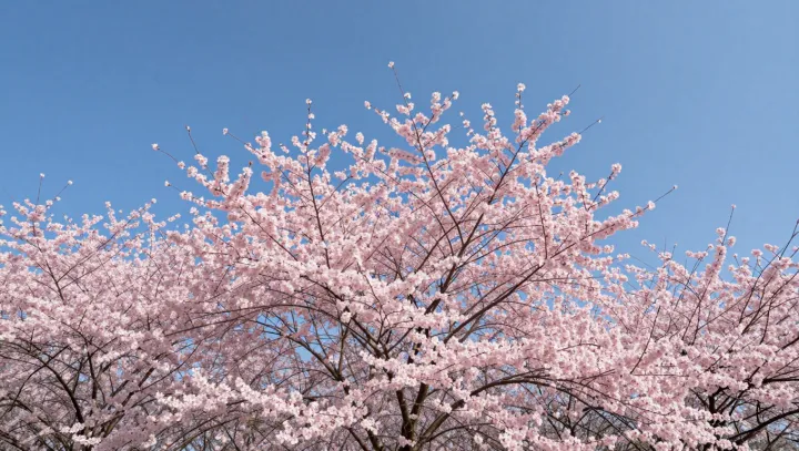 Cherry Blossoms and the Logic of Vanishing Beauty