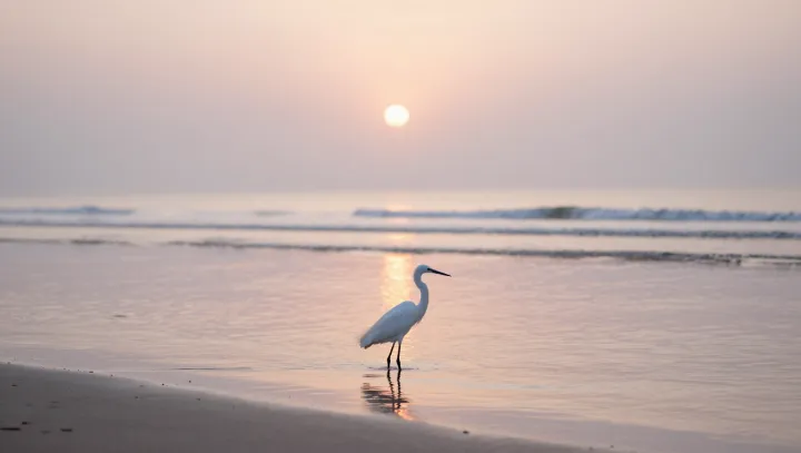 The Hidden Physics Behind a Heron’s Strike