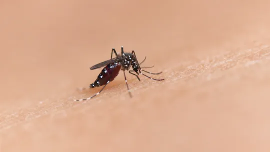 Chikungunya surge reshapes risk in Samar