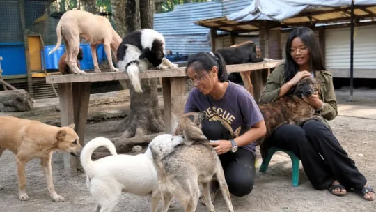 Parvovirus spike puts Davao’s dogs at risk