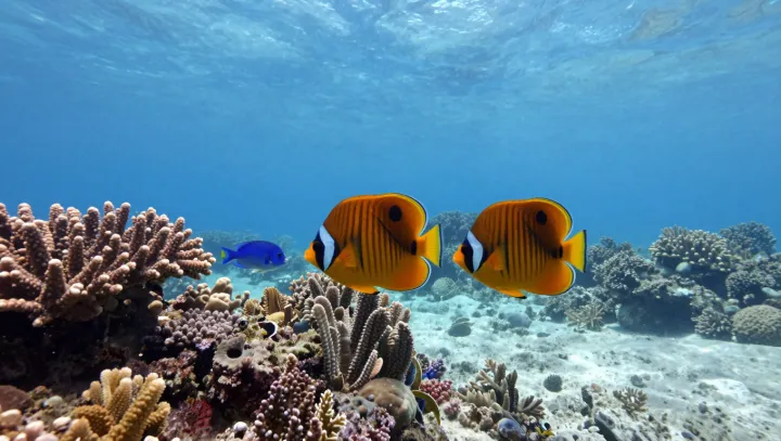 How Butterflyfish Stripes Erase a Body