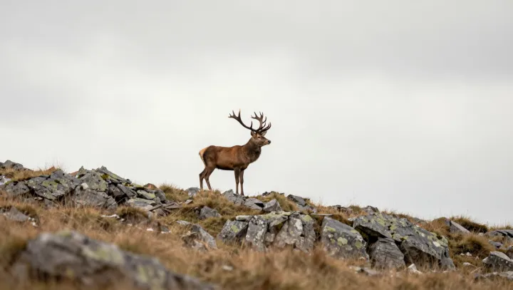 Why male deer carry oversized antlers