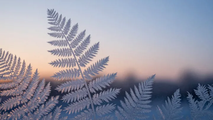 The hidden order in winter window frost
