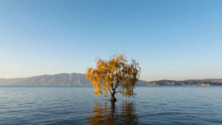 How water trees keep roots breathing
