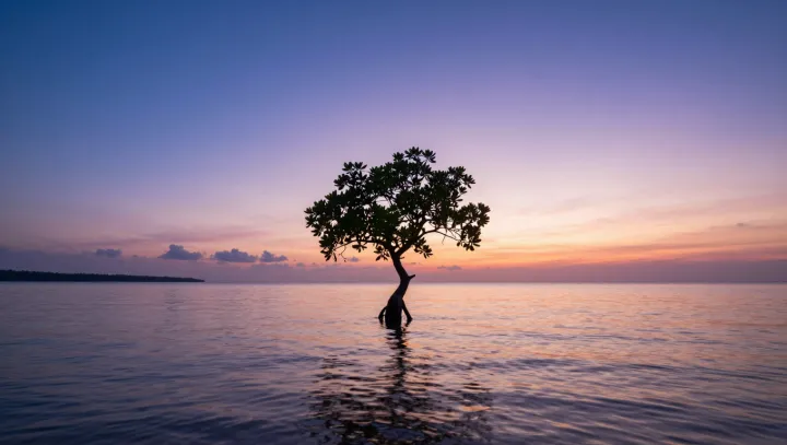 The Lonely Tree That Hacked Our Eyes