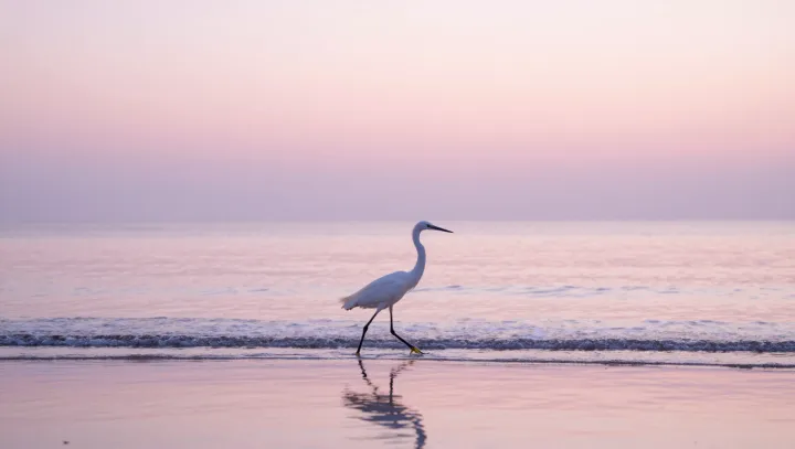 The Physics Hidden In A White Egret