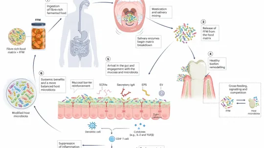 Fermented Plants As Oral–Gut Precision Tools