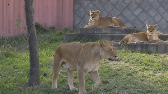 Tiga singa mati di Zoo Tokyo akibat panas
