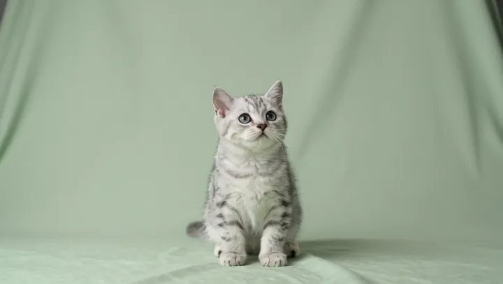 How Early Touch Rewrites a Kitten’s Fear Map