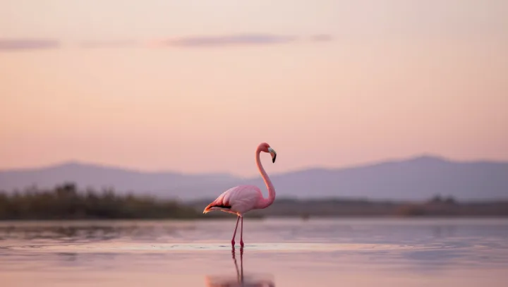 The Quiet Physics Of A Flamingo’s Nap