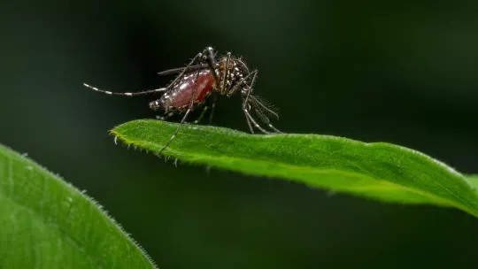 Zamboanga dengue deaths spur fogging push