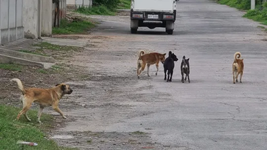 Davao City flags steady human rabies toll