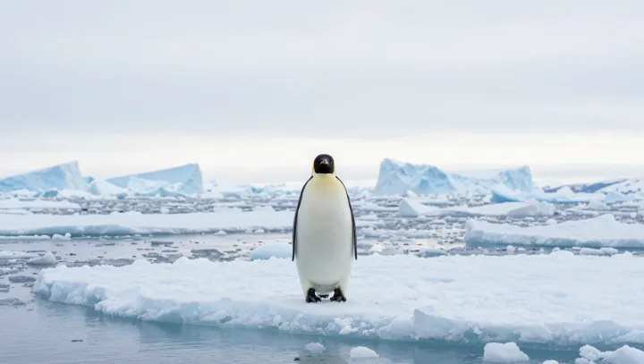 How Penguins Keep Warm Feet On Bare Ice