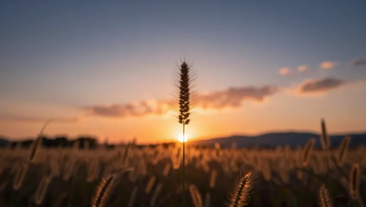 The Ember Illusion In A Field Of Grass