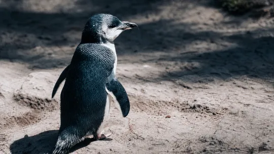Australia Speeds Up Bird Flu Shots to Safeguard Little Penguins