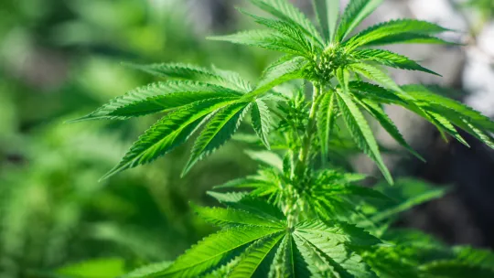 NYU study maps risky cannabis use patterns