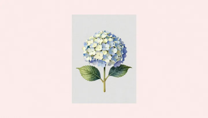 The Quiet Chemistry Behind Blue Hydrangeas