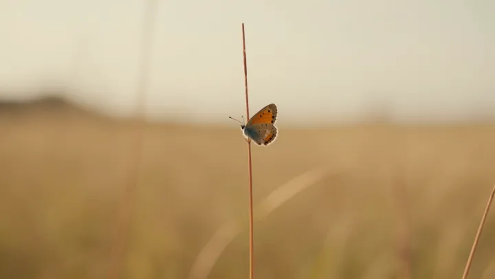 The Butterfly That Turns Eyes Into Armor