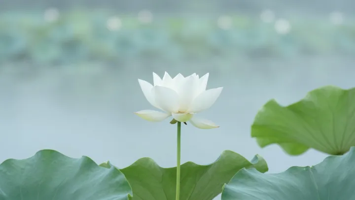 How the Muddy Lotus Turned Pure