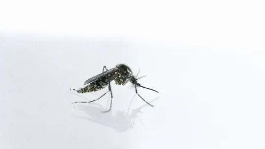 Bohol declares dengue outbreak