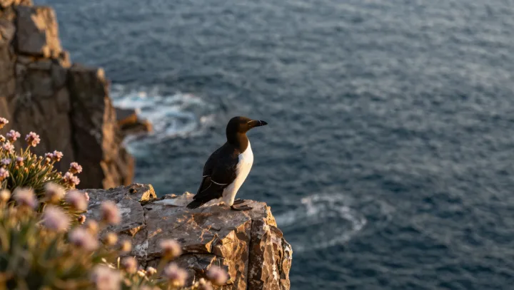 How Seabirds Hit The Same Cliff Ledge