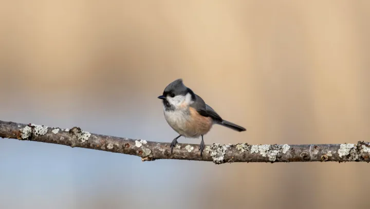 The bird brain that outperforms CCTV