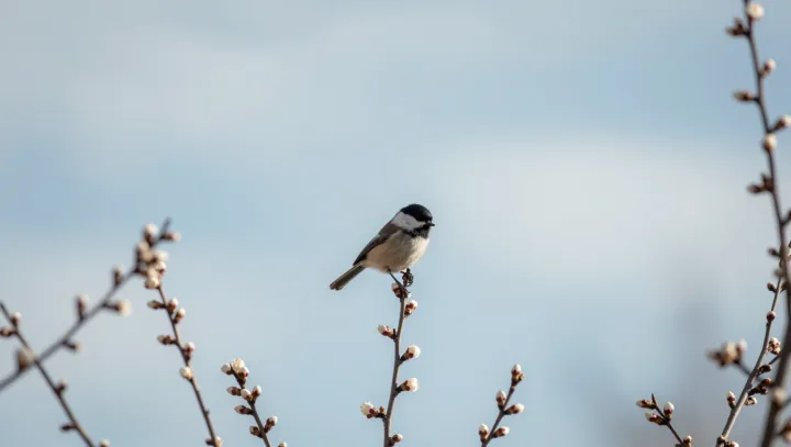 The Physics Behind a Sparrow’s Perfect Landing