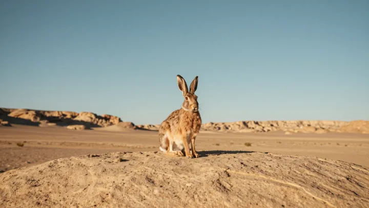 Why a frozen hare can stand out less
