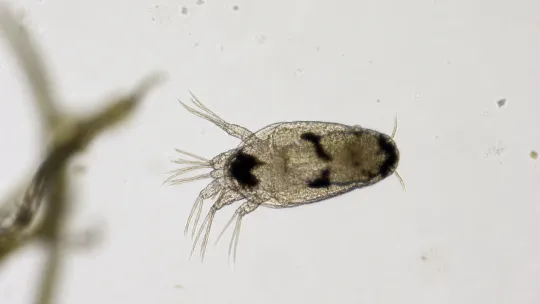 Single-louse secretions offer vaccine clues