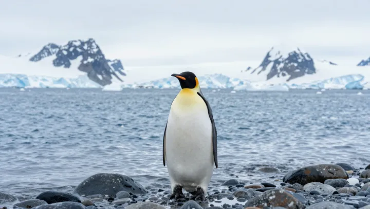 How Emperor Penguins Refuse To Freeze