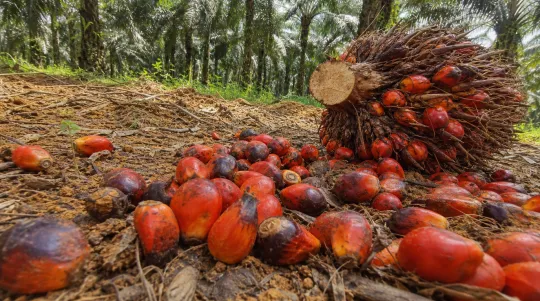 Bekalan Ketat Angkat Harga Minyak Sawit Mentah