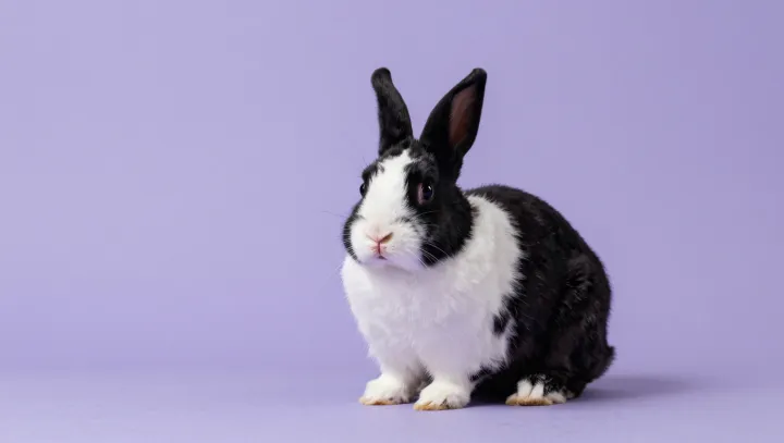 Rabbit Stillness Is Not Ease