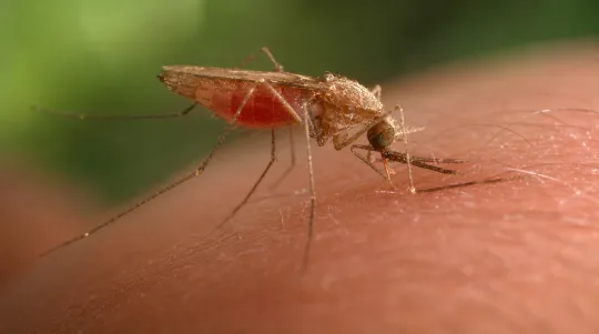 Malaria Alert at Frankfurt Airport