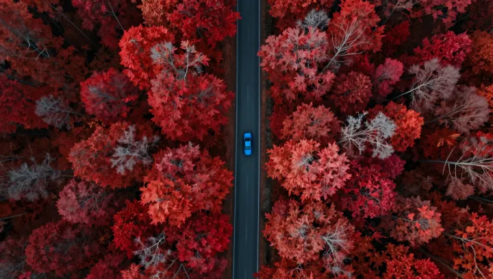 Why Blue Breaks a Red Canopy