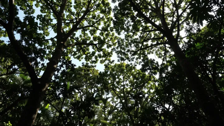 How Leaf Gaps Turn Sunlight Into Images