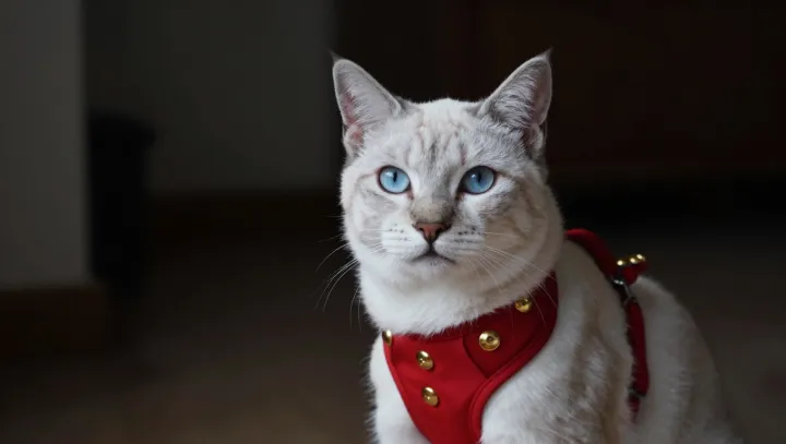 Why Cats Return a Slow Blink