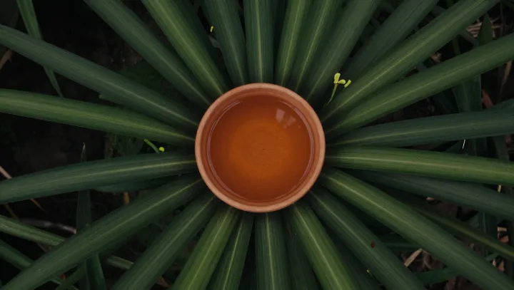 Why Tea Can Feel Calm Yet Alert