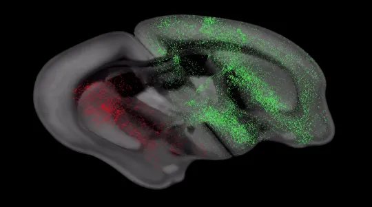 Five Routes Through Mouse Serotonin