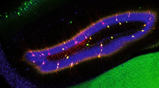 How the Brain Adds Without Erasing Memory